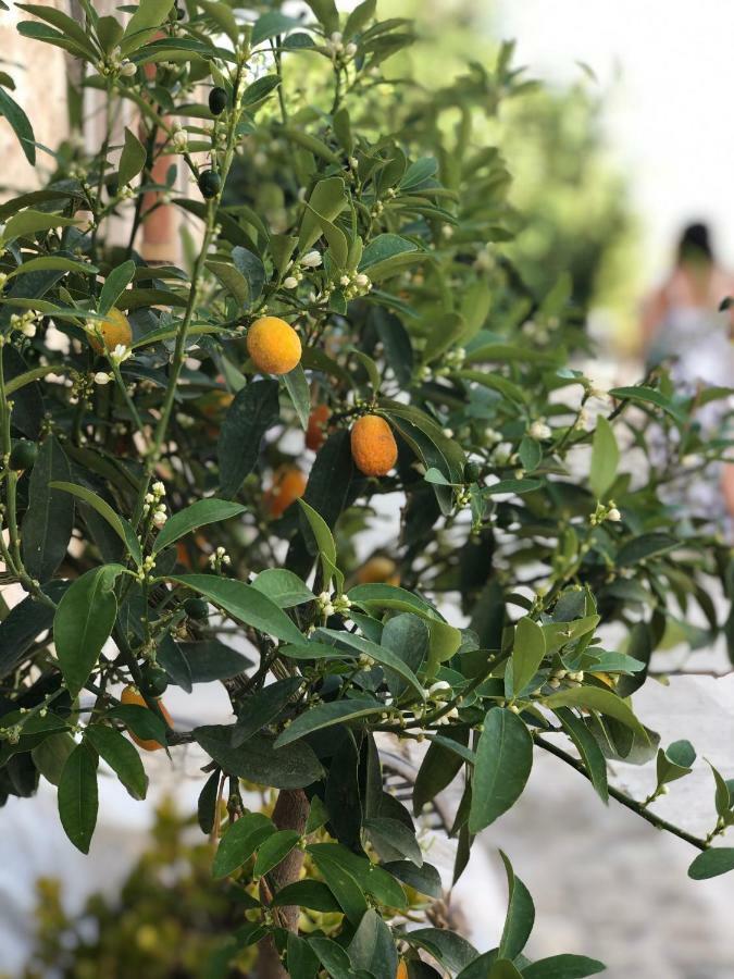 ノート Agriturismo Gaiaヴィラ エクステリア 写真